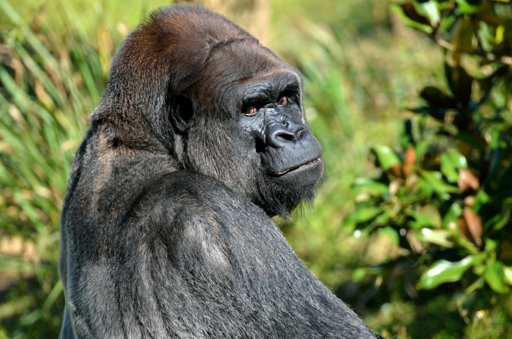 A silverback gorilla looking over its shoulder with an expression of disdain