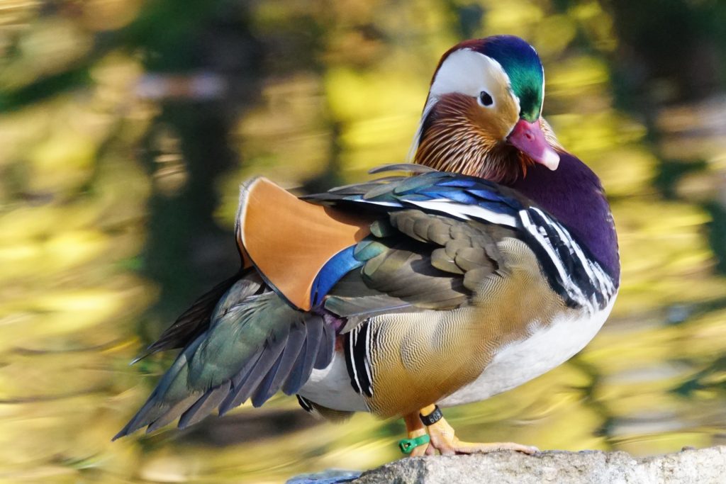 Brightly multi-colored mandarin duck